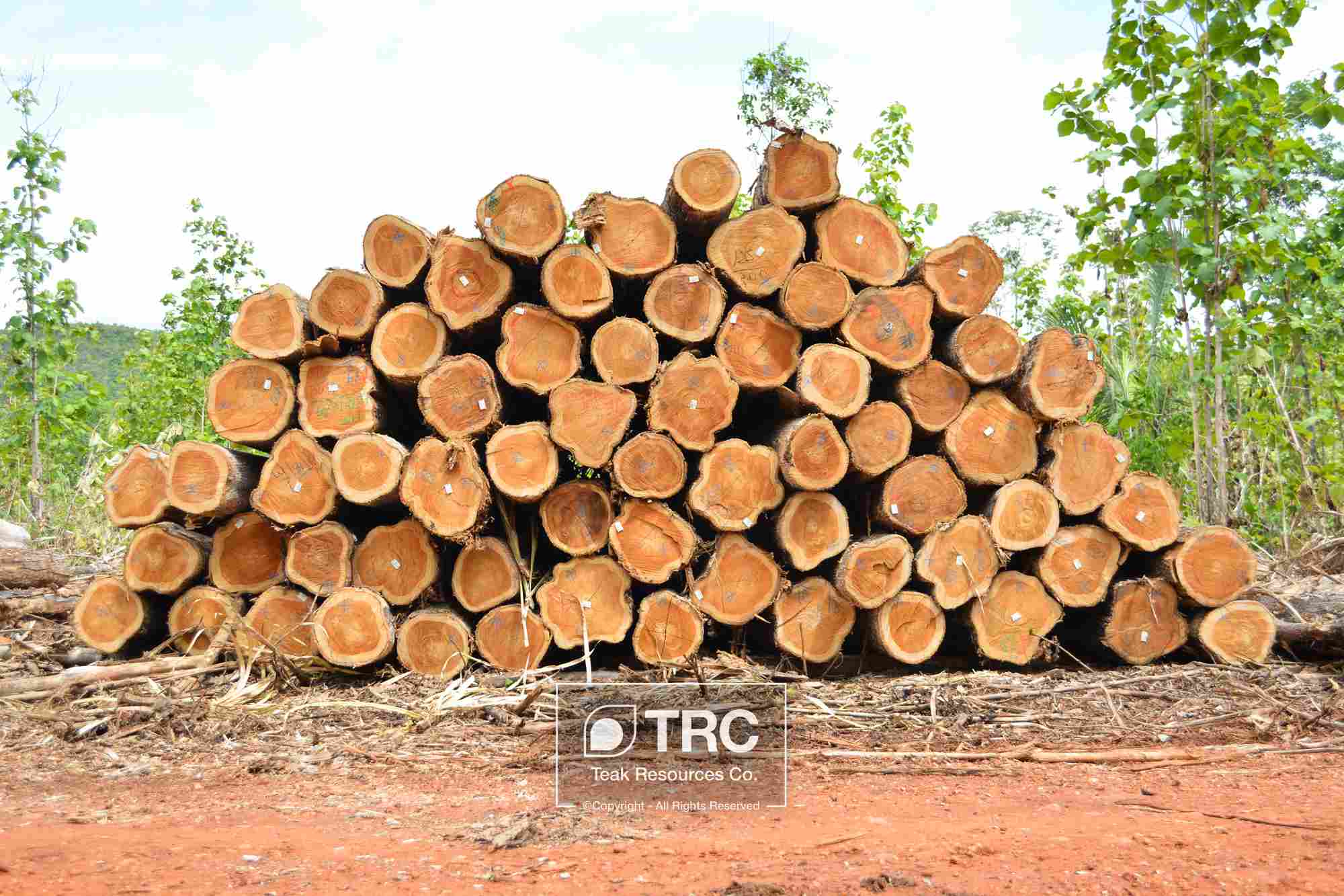 FSC ľƤȼ(j) ľԭľ Veneer Teak logԔ(x)B