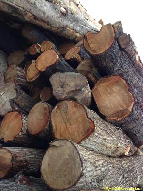 [] Lڹ(yng)~˼ľ ľACACIA