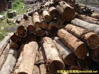 [] Mڴ~˼ľACACIA˼ľԭľ