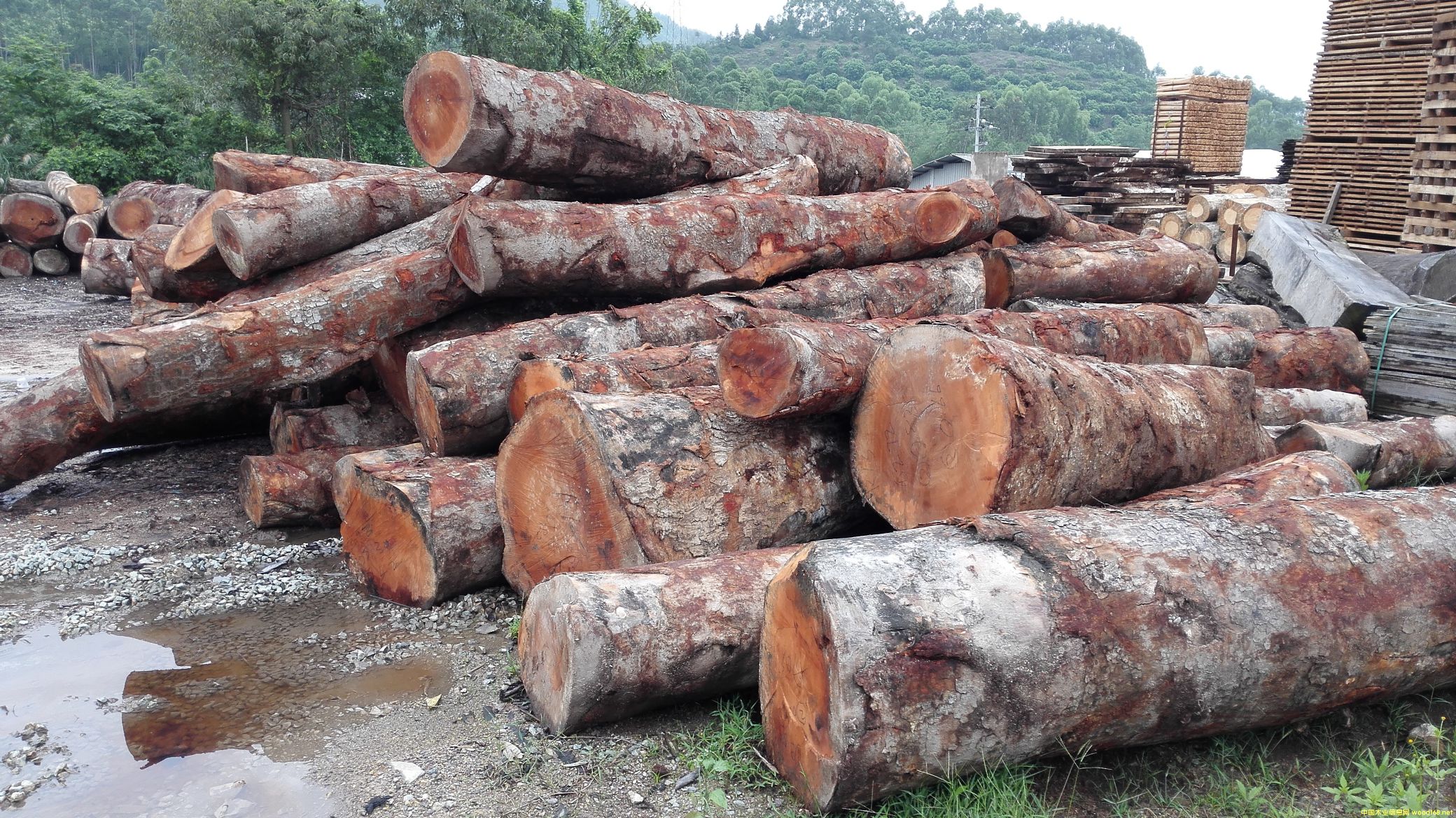 [] (yng)һоľһİģmahogany,~һģһ