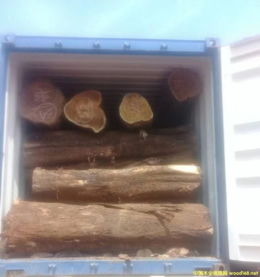 [] Lڹ(yng)~˼ľ ľACACIA