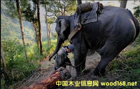 ϓľ​ǰD(zhun)ƷľƷ