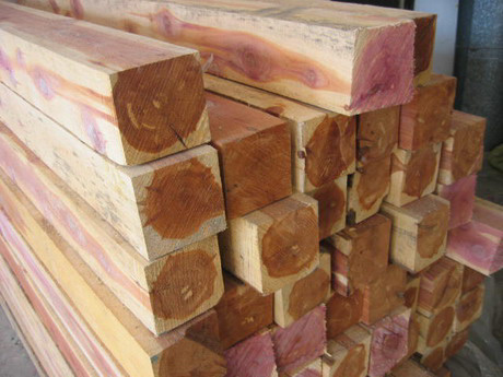 (gu)tɼ/Red cedarԭľͰĵԔ(x)B